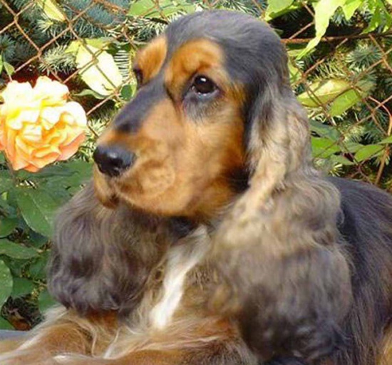 cocker spaniel angielski 